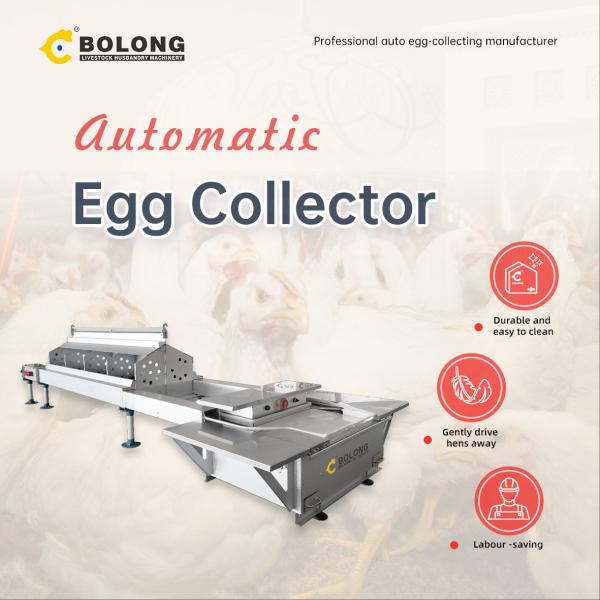 Bolong Egg Collector: 30-Yr Expertise, Smart & Efficient Farming!
